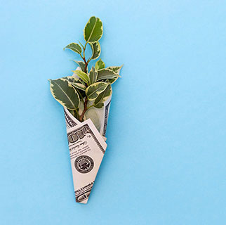 Plant with $100 bill wrapped around it